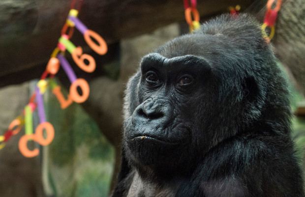 Colo (gorilla) Colo the nation39s oldest living gorilla turned 60 Thursday