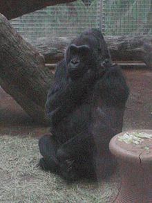 Colo (gorilla) httpsuploadwikimediaorgwikipediacommonsthu