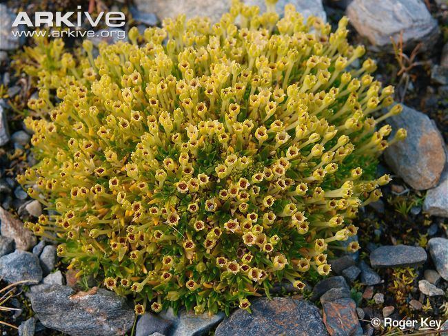 Colobanthus quitensis Antarctic pearlwort videos photos and facts Colobanthus quitensis