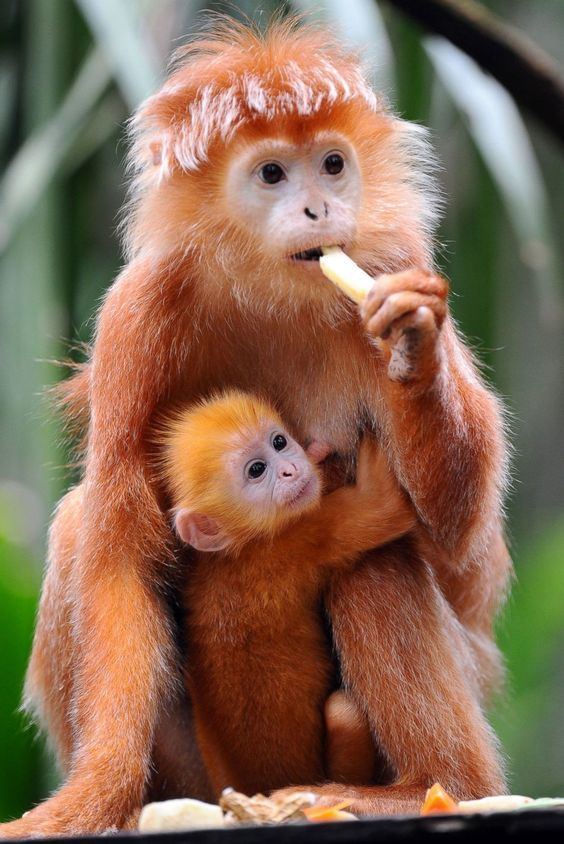 Colobinae Beautiful Monkeys Javan langur is an Old World monkey from the