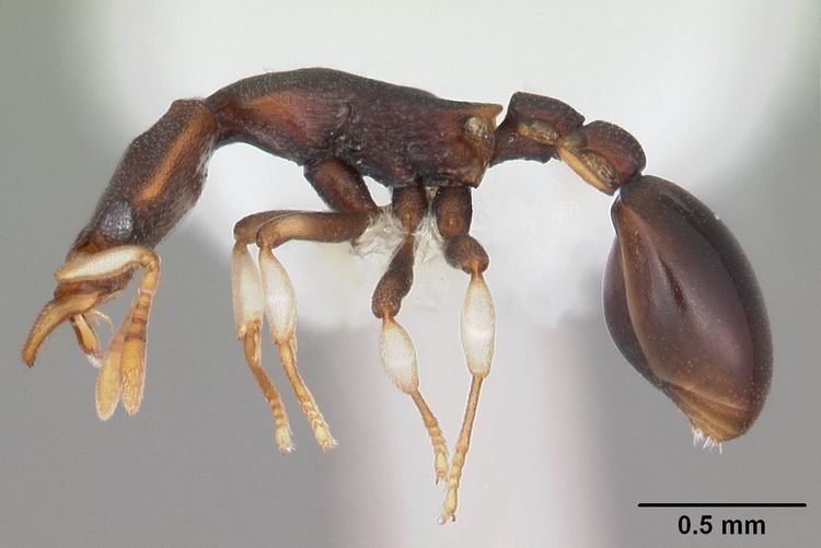 Colobostruma