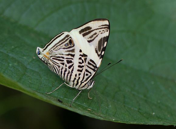 Colobura Butterflies of Amazonia Colobura dirce