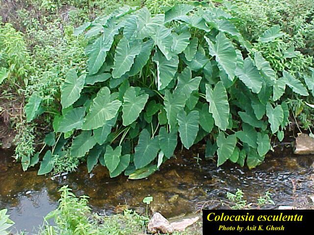 Colocasia esculenta Plant Details FLIP
