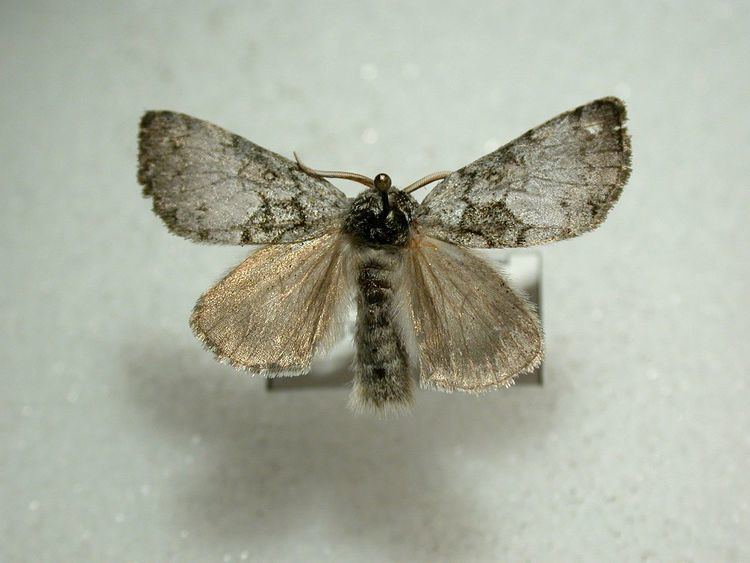 Colocasia flavicornis