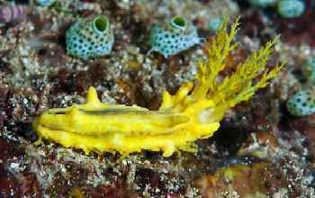 Colochirus robustus Yellow Sea Cucumber Care Guide and Information