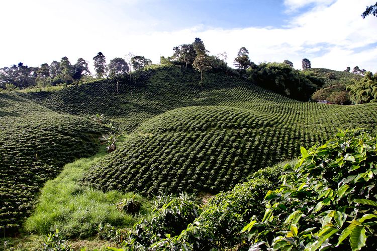Colombian coffee growing axis httpsuploadwikimediaorgwikipediacommons44