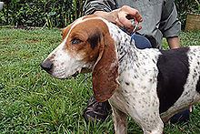 Colombian fino hound httpsuploadwikimediaorgwikipediacommonsthu