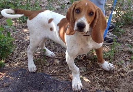Colombian fino hound Available Dogs Hound Rescue