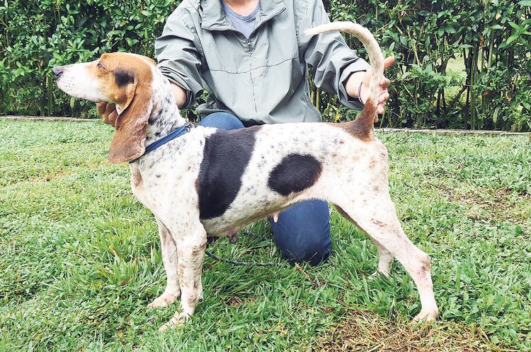 Colombian fino hound Colombian dog breed traced UNIMEDIOS Universidad Nacional de Colombia