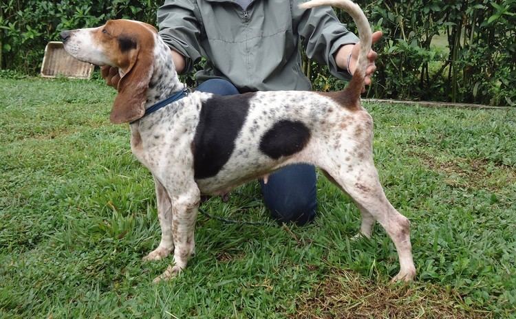 Colombian fino hound Colombia tiene su raza canina el sabueso fino colombianoTodo En La