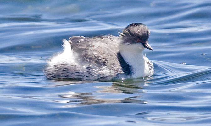 Colombian grebe Extinct Species Endangered Animals Our Friend