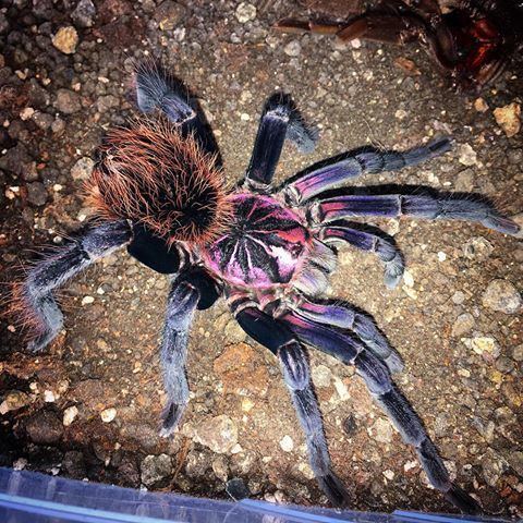 Colombian lesserblack tarantula Images tagged with ColombianLesserblack on instagram
