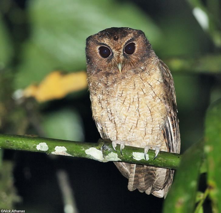 Colombian screech owl Colombian Screechowl Megascops colombianus videos photos and