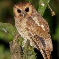 Colombian screech owl wwwowlpagescomowlsspeciesimagescolombianscr
