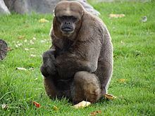 Colombian woolly monkey httpsuploadwikimediaorgwikipediacommonsthu