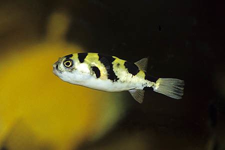 Colomesus Amazon puffer Colomesus asellus 2014 Freshwater Fish Pinterest