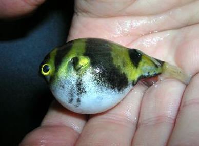 Colomesus asellus The Nice Puffer Colomesus asellus the South American Puffer