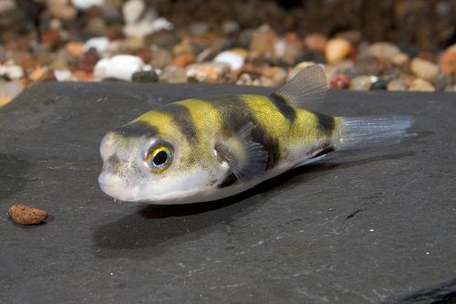 Colomesus asellus south american puffer reg colomesus asellus Segrest Farms