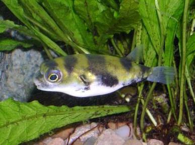 Colomesus asellus The Nice Puffer Colomesus asellus the South American Puffer