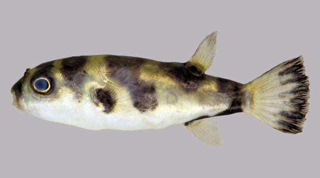 Colomesus psittacus Fish Identification