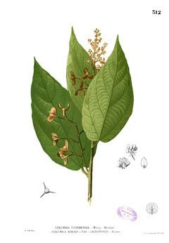 Colona (plant) httpsuploadwikimediaorgwikipediacommonsthu