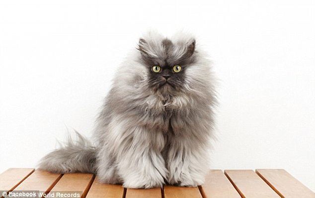 Colonel Meow Goodbye minions39 Internet sensation and 39world39s angriest cat