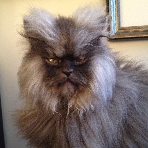 Colonel Meow httpspbstwimgcomprofileimages3224911561b4