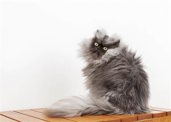 Colonel Meow Colonel Meow Internet star and world39s furriest cat has died
