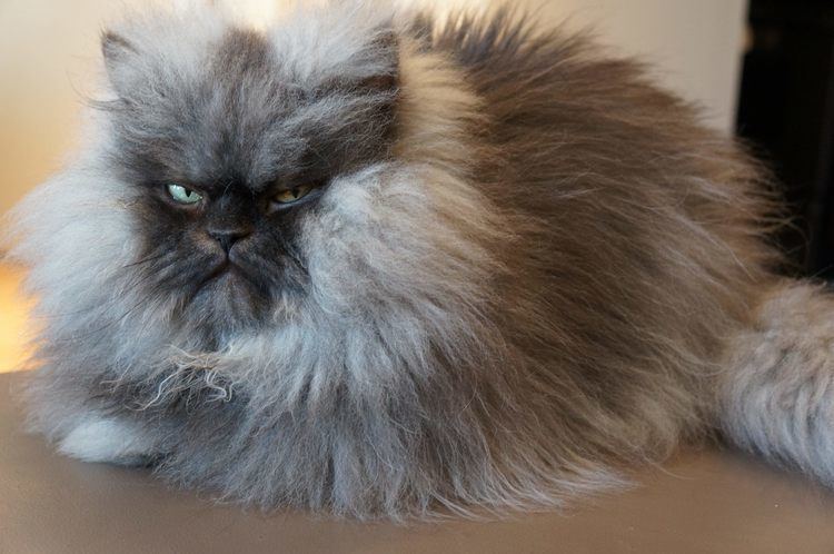 Colonel Meow Colonel Meow 20112014 Famous LongHaired Frowning Cat