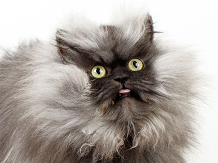 Colonel Meow Mewow Colonel Meow sets record for world39s longest fur TODAYcom