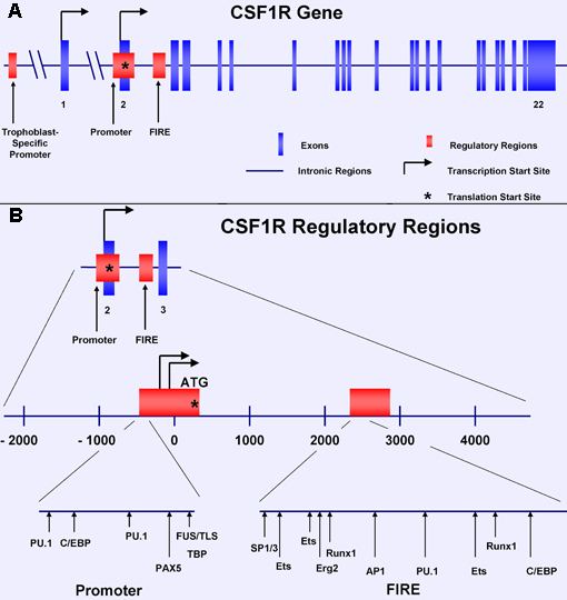 Colony stimulating factor 1 receptor atlasgeneticsoncologyorgGenesImagesCSF1RFig1jpg