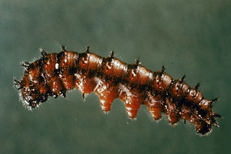 Coloradia FileColoradia pandora larva1jpg Wikimedia Commons