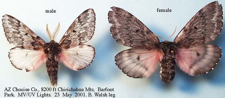 Coloradia nitrobiosciarizonaeduzeebbutterfliesfigsmot