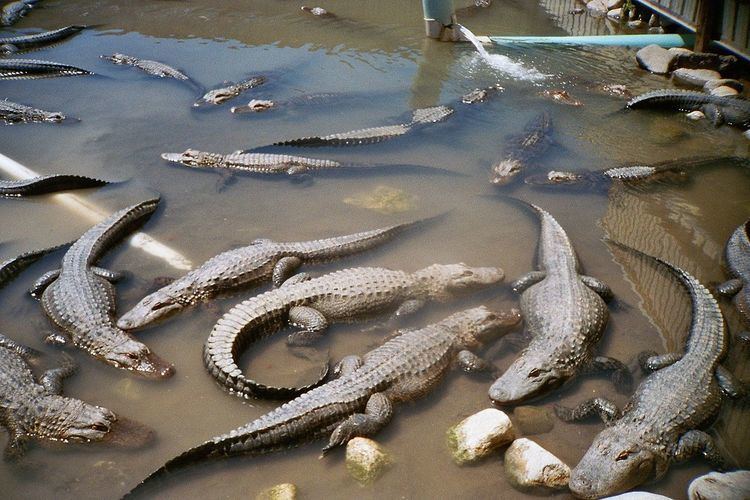 Colorado Gators Reptile Park