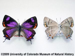 Colorado hairstreak University of Colorado Museum of Natural History Object of the