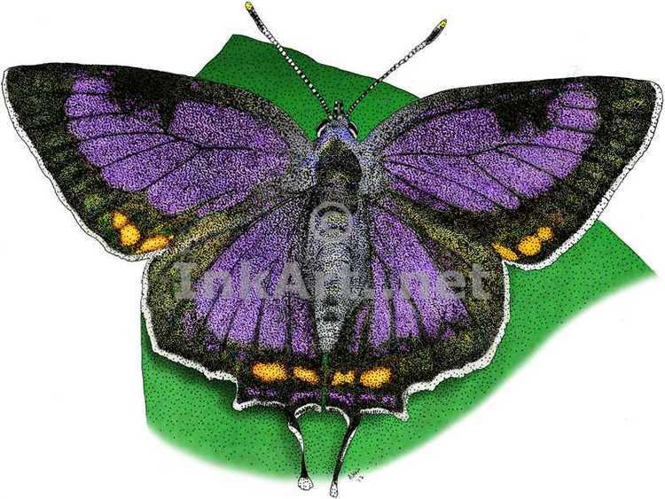 Colorado hairstreak Colorado Hairstreak Butterfly Stock Art Illustration