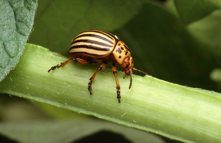 Colorado potato beetle httpsuploadwikimediaorgwikipediacommons22