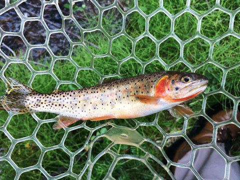 Colorado River cutthroat trout Utah Cutthroat Slam COLORADO RIVER CUTTHROAT