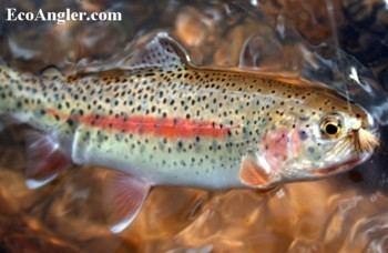 Colorado River cutthroat trout The Ecological Angler Colorado River Cutthroat Trout