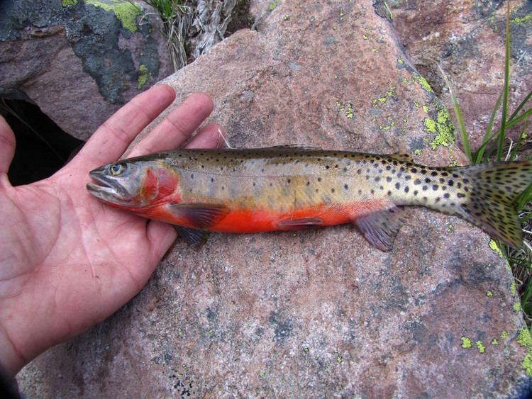 Colorado River cutthroat trout COLORADO RIVER CUTTHROAT TROUT 10quot cock in spawning colors Flickr