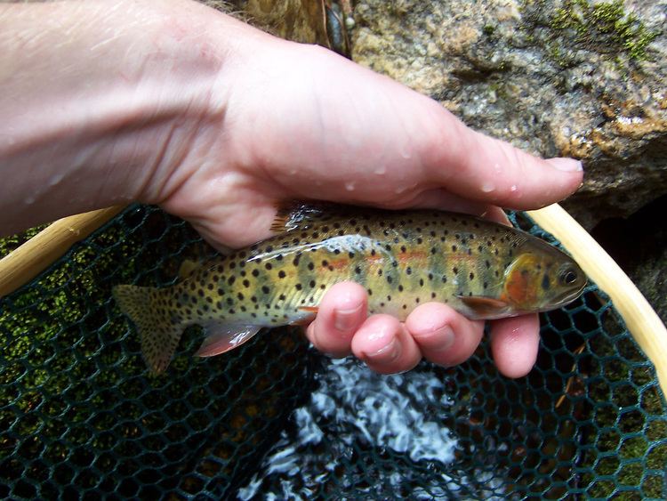 Colorado River cutthroat trout wwwnativetroutflyfishingcomimgcoloradorivercut