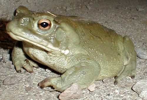 Colorado River toad Bufo alvarius Colorado River Toad Sonoran Desert Toad