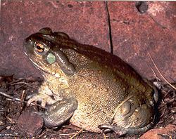 Colorado River toad httpsuploadwikimediaorgwikipediacommonsthu