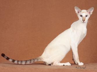 Colorpoint Shorthair Colorpoint Shorthair Purrfect Cat Breeds