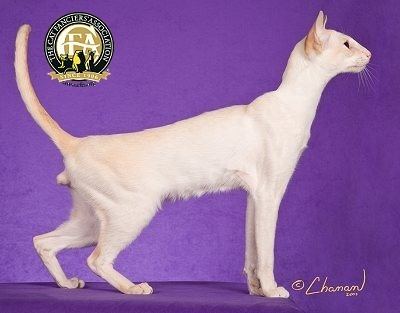 Colorpoint Shorthair Breed Profile The Colorpoint Shorthair