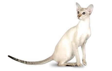Colorpoint Shorthair Colorpoint Shorthair Cat Breed Information Pictures