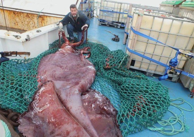 Colossal squid Scientists Found Only The Second Intact Colossal Squid Here39s What