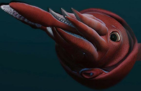 Colossal squid The Colossal Squid Exhibition Anatomy The body of the colossal squid