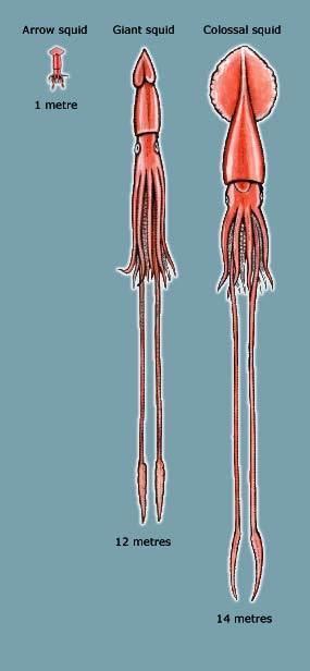 Colossal squid Arrow giant and colossal squid Octopus and squid Te Ara