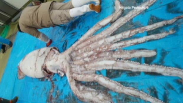 Colossal squid Colossal squid the size of a minibus examined by scientists